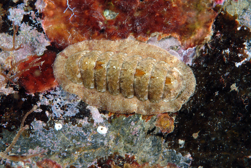 Ischnochiton rissoi